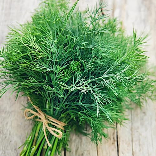 PlantiCo Aneto Ambrosia 500g Semi Robusti Semi di Ortaggi Semi di Coltivazione Semi di Serra Orto Ortaggi