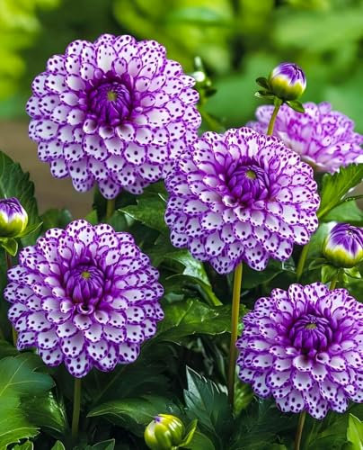 Dahlia Bulbs for Planting,Dahlia Tubers UK,Flowering Rhizome, Dahlia Bulbs Mix,Excellent Display Indoor Perennial Balcony Garden Bulbs-2bulbs-D