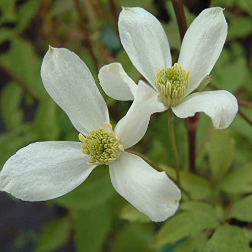 Plant Theory 60cm Cane Clematis Montana Wilsonii White Flowering Vine Climbing Plant 3L Pot