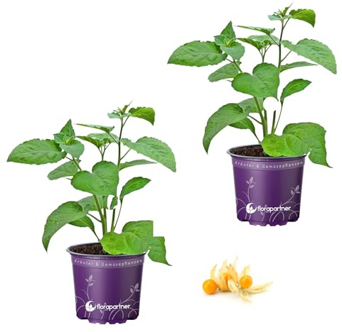 FLORAPARTNER Andenbeere Physalis peruviana Obst Pflanzen 2er Set