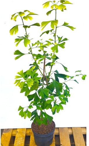 Ginkgo biloba Ginkgobaum Baum Pflanze Fächerblattbaum 3 Jahre