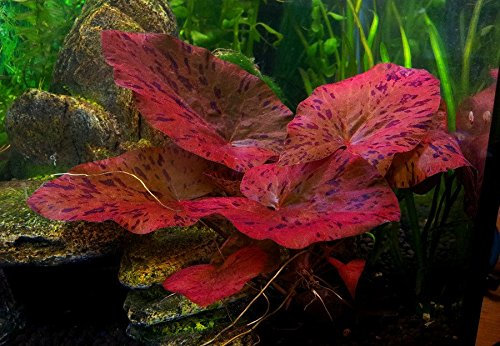 1 x Live Aquarium Bulb - Nymphaea RUBRA Red Tiger Zenkeri Lotus - Plant Tropical Fish Tank Hide for Betta