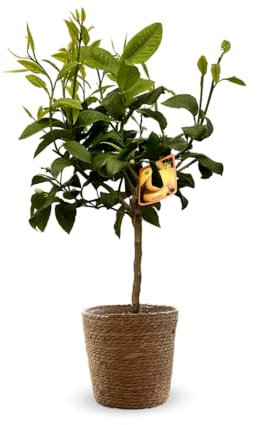 Attitude Jardin - Bergamote avec panier en jonc de mer - agrume méditerranéen - arbre fruitier - 75-85 cm - ⌀ 25 cm
