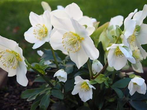 Stauden Gänge 5 x Helleborus niger Advent Star Christrose/Schneerose Weiß | Weiße Staude für Sonne bis Halbschatten, Blüte Dezember bis März, mehrjährig, 9x9 cm Topf