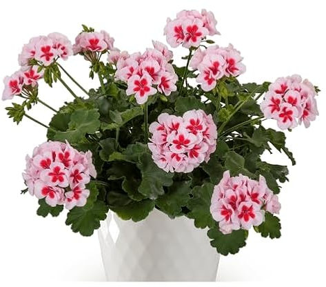 80 graines de fleurs de géranium