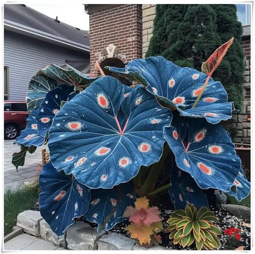 Hosta Bulbi,Resistenti al freddo e alla siccità,Bulbi di Hosta -adatte per la decorazione di giardini e balconi,miste,Radici selezionate di hosta,-4 Bulbi-G