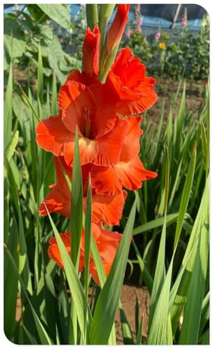 Gladiolus Bulbs Mix Golden Jade Carving Feels Beautiful Now Mixed Garden Crop for Planting Now UK Strong Plants That Grow Well
