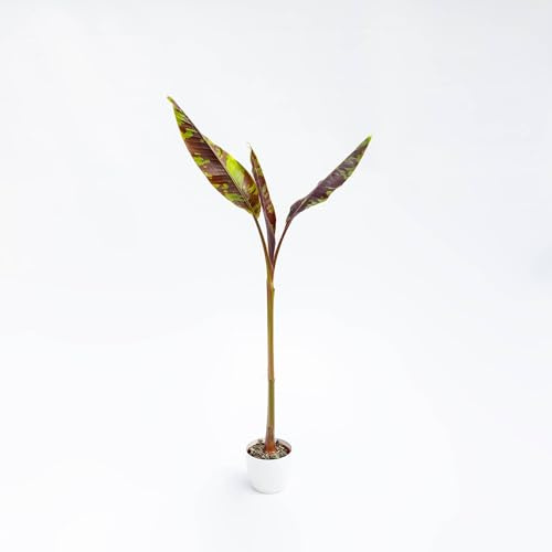Vivai le Georgiche - Pianta vera di Musa sikkimensis Ever Red Banano del Sikkim, Banano di Darjeeling - vaso Ø 15 cm - altezza alla vendita 20-30 cm