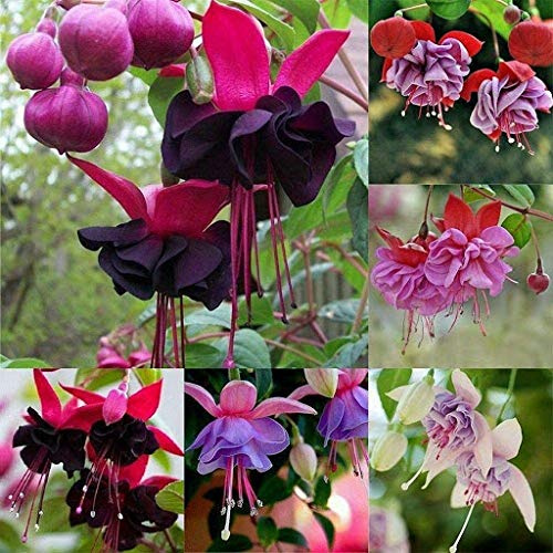 Mélange De Graines De Fuchsia Paquet De 100 Graines