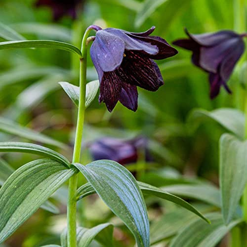 imperiale coronata Bulbi resistenti riverdimento tetti Letti elevati per giardino decorazione balconi decorativi 24pcs