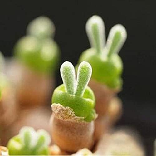 Semillas suculentas - exótico decorativas verdes variedades antiguas de oficina de interior fácil cuidado semillas decoración sala estar invernaderos balcón Regalos 60pcs