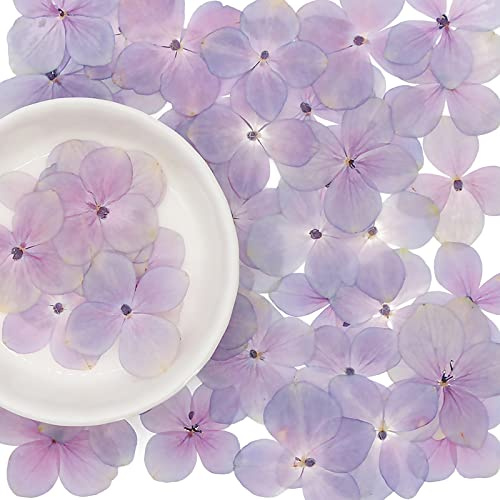 Exasinine 60 Stück getrocknete Hortensienblütenblätter, Natürliche Blütenblätter, DIY Handwerk, Fotorahmen, Aufkleber, Nagelkunst, Duftkerzen, handgemachte Seife, Lila, Trockenblumen, Hydrangea