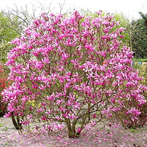 1 x Magnolie 'Susan' laubabwerfender buschiger Strauch, winterhart, Gartenpflanze im Topf.