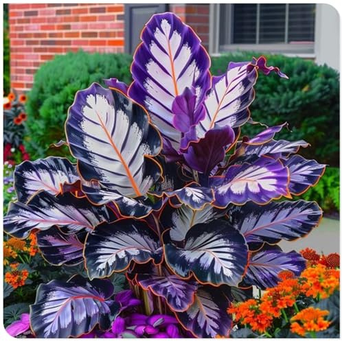 Hosta Rhizom-Feines Geschenk-Limitierte Kollektion-Unique Handdesign-Zeitgemäß Stilvoll-4 Funkien Rhizom-C