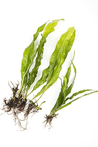 Java Fern Live Aquarium Plant for Coldwater or Tropical Fish Tank Microsorium Pteropus for Bogwood redmoor Root (5)