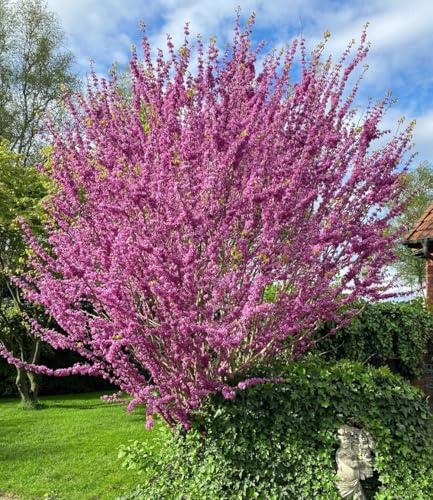 BALDUR Garten 1x Cercis 'Avondale', Judasbaum, Pflanze im 9x9 cm-Topf