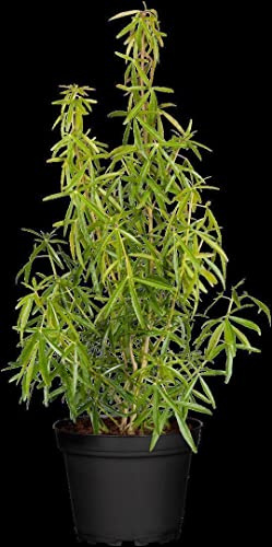 Orangenblume Choisya ternata Aztec Pearl 40-60 cm Zierstrauch immergrün | Duftende Blüten, glänzendes Laub, sonnig bis halbschattig, winterhart, ideal für Beet und Kübel, robuster Zierstrauch