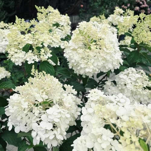 Semi di ortensia a pannocchia, giardino di Ortensia paniculata, biologici, semi da giardino arbusti fioriti resistenti da giardino roccioso resistenti 30pcs