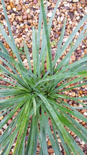 Yucca linearifolia x recurvifolia KATANA® 'Yuccakata' / Ecomotte/Résistant au sec