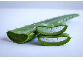 Frisches Aloe Vera Blatt (XL) – 100% Naturbelassene Barbadensis Miller | Premium Qualität direkt vom Feld | Bio-zertifiziert & Nährstoffreich | Das ultimative DIY-Gel für Haut, Haar & Smoothies