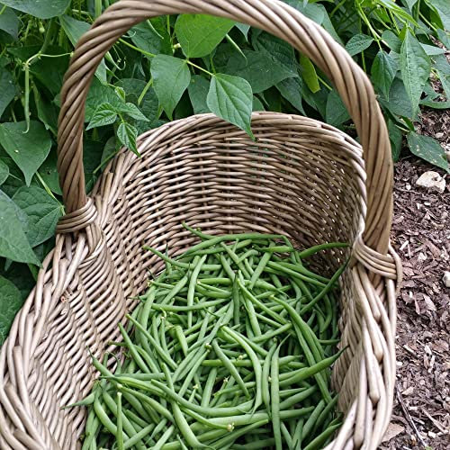Dwarf French Bean Seeds 'Delinel' Phaseolus vulgaris Green Bean Bush Bean Half-Hardy Annual RHS AGM Easy to Grow Your Own Outdoor Garden Vegetable Plants (Approx. 100 Seeds) by Thompson and Morgan