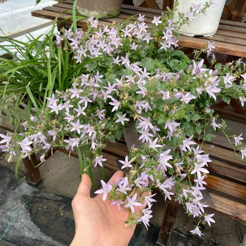 glockenblume blumenwiese mehrjährig, schattenpflanzen glockenblume blumensamen gartendeko für draußen, balkonpflanzen gartenblumen zimmerpflanzen 300samen