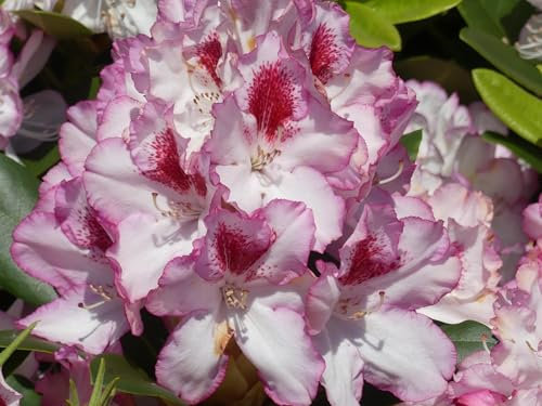 Rhododendron Hybride Cassata - Großblumige Alpenrose - 30-40 cm