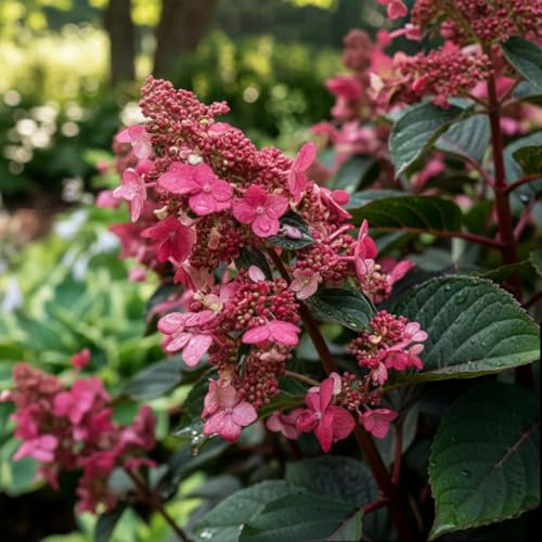 Hortensien Winterhart Paniculata Infinity (3 Pflanzen) - Hydrangea pflanzen aus Holland - Echte Garten Hortensie (kein Samen, Kunstblumen und nicht künstlich) - Mehrjährig Balkonpflanzen
