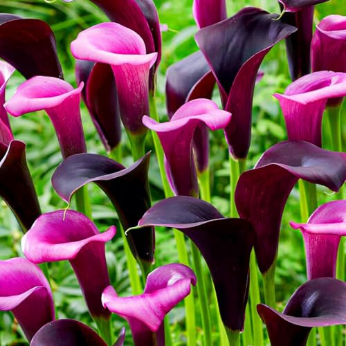 Bulbes de Lys Calla Collection Violet - Zantedeschia Lys Bulbes - 5 Bulbes de Fleurs à Planter Extérieur - Naturelle Plantes de Hollande pour Jardin et Pot (pas de graines, non artificielle)