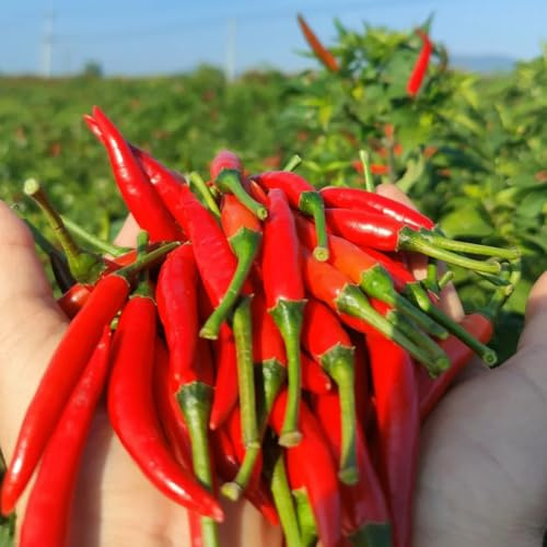 ChiliSamen, ChilliSamen, Capsicum annuum balkonpflanzen winterhart pflanzensamen geschenk für gartenliebhaber bio gemüsesamen wintergemüse 250pcs