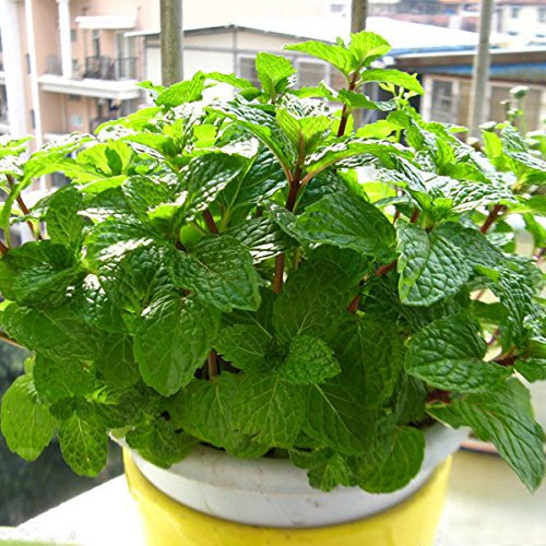 Mentha Spicata Menthe Verte Samen Fleur Vivace Paquet De 100 Graines