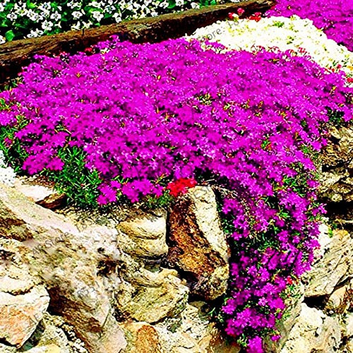 Graines De Fleurs De Cresson De Roche Fraîches À Planter Rose Foncé Paquet De 100 Graines