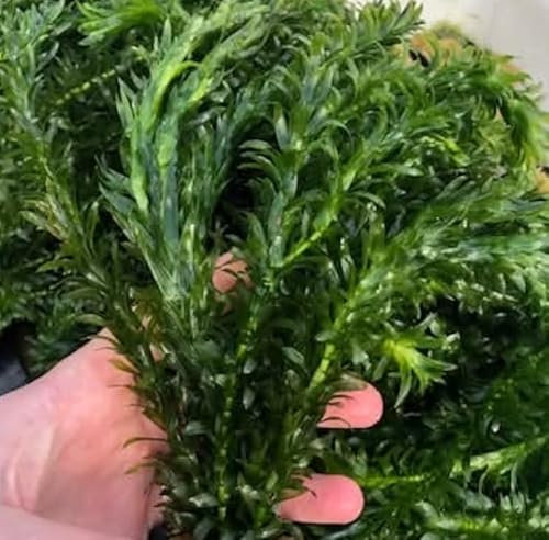 Elodea Densa Live Aquatic Plant, Fresh Water Weed for Ponds and Aquariums, Fast Growing