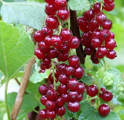 Rote Johannisbeere `Lisette® Ribest®´, 40-60cm im 3 Liter Topf