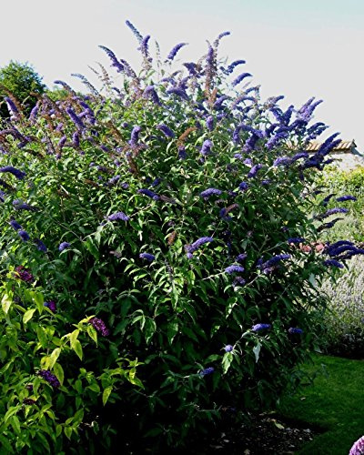Butterfly Bush davidii ‘Nanho Blue ’,(1 Plant)A must for your butterfly garden