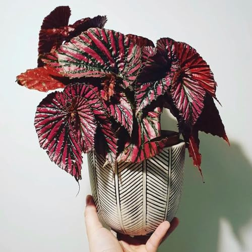 begonien kräuterbeet indoor topfpflanzen draußen winterhart balkongarten heilkräuter gartenpflanzen pflanztöpfe kräuterbeet kräutergarten wildkräuter gartenkräuter winterharte 450samen
