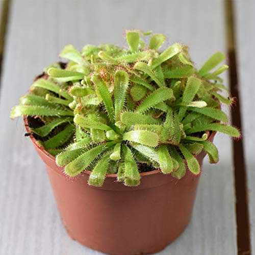 Fly Trap Carnivorous Indoor Plant Cape Sundew Fly Catcher Easy to Look After, 1 x Drosera Capensis Plant in a 9cm Pot by Thompson and Morgan