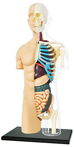 EXPLORA - Halbtorso - Anatomie des menschlichen Körpers - 546083 - Realistisches - 37 Teilen - Montageanleitung und Bildungsquiz - Entdeckungskit - Kinderspiel - Wissenschaftlich - Ab 8 Jahren