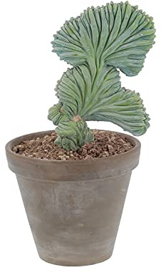KENTIS - Myrtillocactus Geometrizans Huppé - Cactus - Plantes Grasses Vertes Naturelles d'Intérieur - H 30-45 cm Pot en Terre Cuite Ø 18 cm