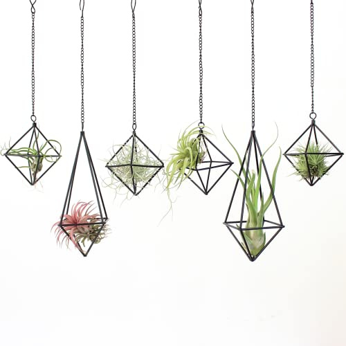 SZRUIZFZ Tillandsia Lot de 6 Supports de Plantes aériennes en métal Noir avec chaînes pour décoration Murale d'intérieur, décoration géométrique octaèdre Himmeli
