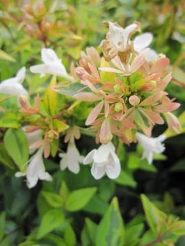 Abelia grandiflora Kaleidoscope - Großblumige Abelie