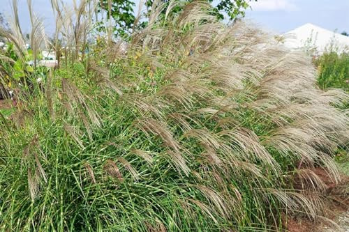 Zebraschilf Miscanthus sinensis Little Zebra Ziergras winterhart | Kompakter Wuchs, sonnig bis halbschattig, dekoratives Blattmuster, ideal für Beet und Kübel, langlebig, robust