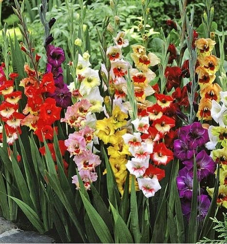 Nouveau frais 50pcs graines de fleurs de glaïeul mélangées