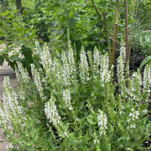 semillas de salvia - jardín balcón invernadero jardín interior Decoraciones exteriores variedades tradicionales interior 100pcs