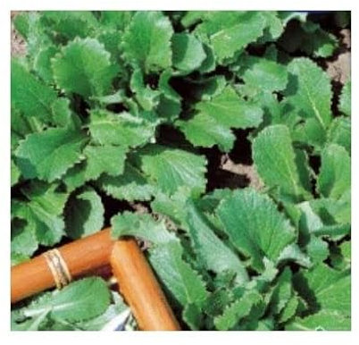 Pcs - 200x Turnip Greens Green Kohlrabi Brassica Rapa Vegetables Garden Plants - Seeds KS35 & Plants Shop by Ipsa