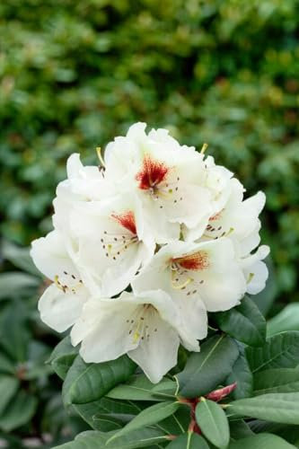 Rhododendron praevernum 'Osterschnee' 30-40 cm - Rhododendron, weiße Blüten, Blütezeit April-Mai, ideal für Halbschatten, winterhart und pflegeleicht