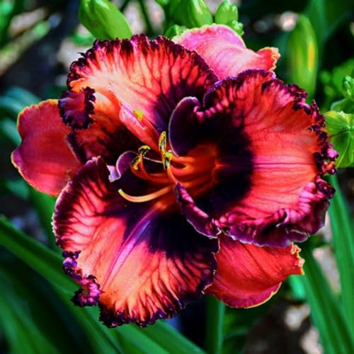 Daylily Bulbs Beautiful Now Mixed Garden Crop Hemerocallis Bulbs for Planting Now UK Strong Plants That Grow Well Mix Golden Jade Carving Feels