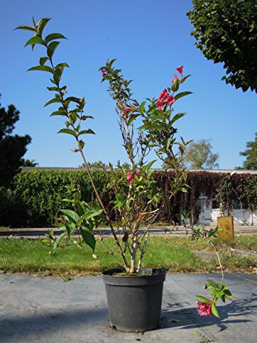 Weigela florida ‘Bristol Ruby’ 60–100 cm – Winterhart, Mehrjährig, Pflegeleicht – Weigelie – Heckenpflanze für Garten & Sichtschutz