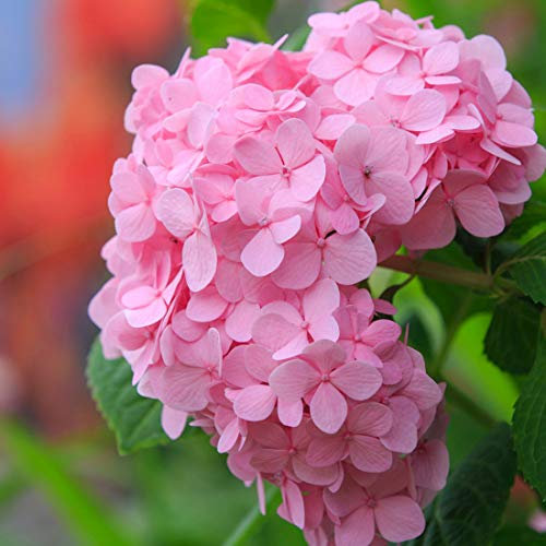 Hydrangea Macrophylla 'Bouquet Rose'- Hortensia 'Bouquet Rose' 25-30 cm en conteneur