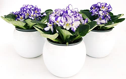 POWERS TO FLOWERS - SAINTPAULIA VIOLA/BIANCA, 3 PIANTE VASO CERAMICA SFERICO BIANCO, VIOLETTA AFRICANA, pianta vera